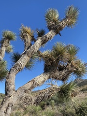 Yucca brevifolia
