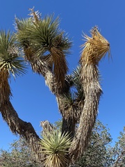 Yucca brevifolia