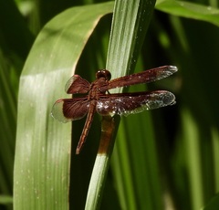 Neurothemis stigmatizans