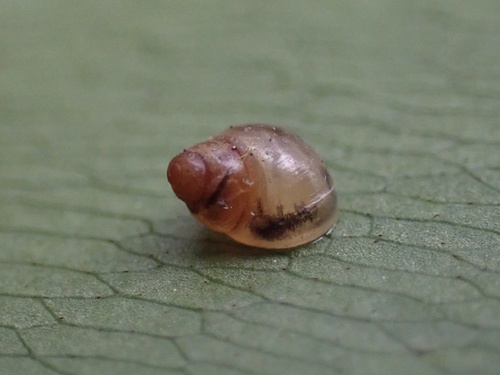 Elasmias apertum observed 2022-09-15