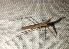 Sastrapada baerensprungi