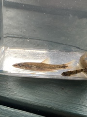 Rhinichthys cataractae