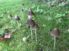 Panaeolus papilionaceus