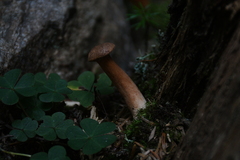 Chalciporus piperatus