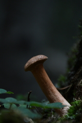 Chalciporus piperatus