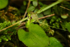 Corybas rivularis