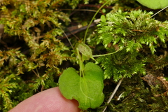 Corybas rivularis