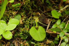 Corybas rivularis