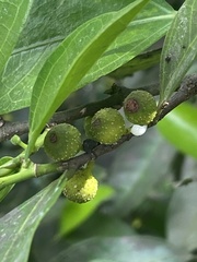 Ficus ampelos