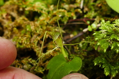 Corybas rivularis
