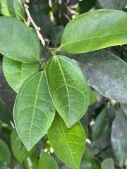 Ficus ampelos