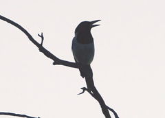 Cracticus nigrogularis