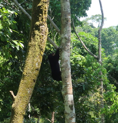 Helarctos malayanus euryspilus