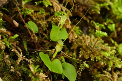 Corybas rivularis