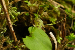 Corybas rivularis