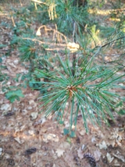 Pinus strobus
