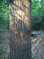 Pinus strobus