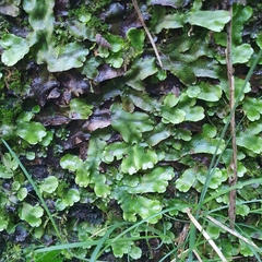 Conocephalum conicum