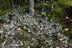 Peltigera leucophlebia