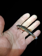 Etheostoma olmstedi