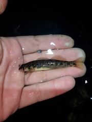 Etheostoma olmstedi