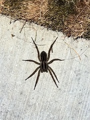 Tigrosa helluo