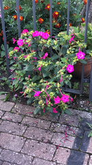 Mirabilis jalapa