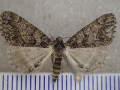 Lipogya exprimataria