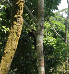 Helarctos malayanus euryspilus