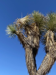 Yucca brevifolia
