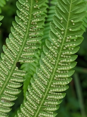 Pseudocyclosorus esquirolii