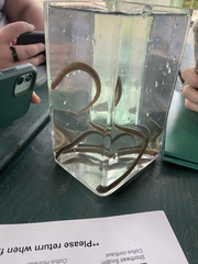 Lampetra richardsoni