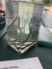 Lampetra richardsoni