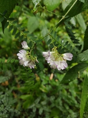 Vicia sylvatica