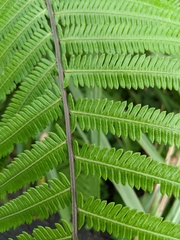 Pseudocyclosorus esquirolii