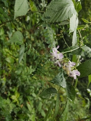 Vicia sylvatica