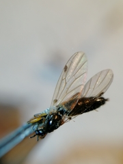 Bibio