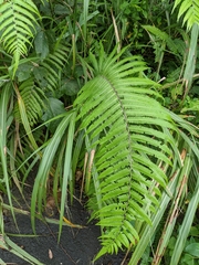 Pseudocyclosorus esquirolii