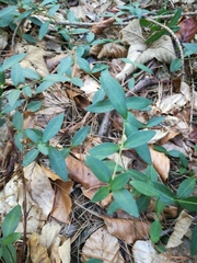Vinca minor