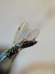 Bibio