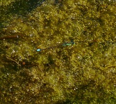 Ischnura denticollis