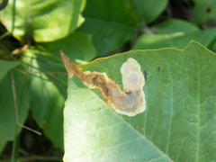 Cameraria guttifinitella