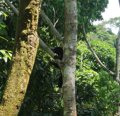 Helarctos malayanus euryspilus
