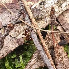 Aphaenogaster longiceps