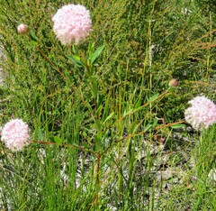 Pimelea ferruginea