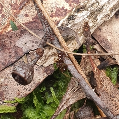 Aphaenogaster longiceps