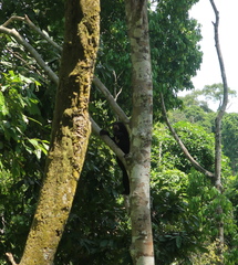 Helarctos malayanus euryspilus