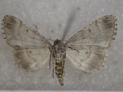 Lipogya exprimataria