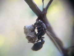 Ropalidia revolutionalis