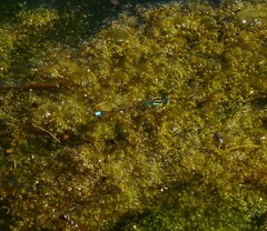Ischnura denticollis